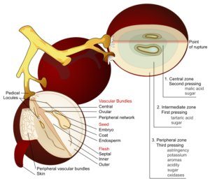 Wine History - Grape Diagram