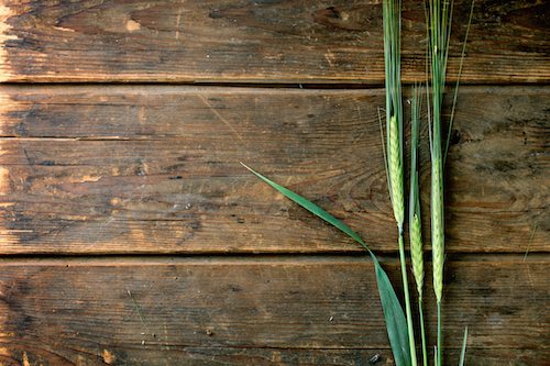 home brew grains - barley